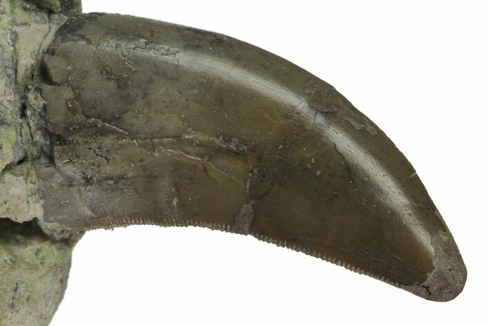 Rare, Serrated, Megalosaurid (Marshosaurus) Tooth - Colorado #173071